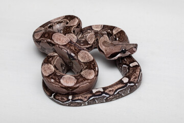 Baby Boa Constrictor Snake on Grey Background - Exotic Reptile