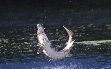 Wild Adult Gulf sturgeon fish - Acipenser oxyrinchus desotoi - jumping out of water on the Suwannee...