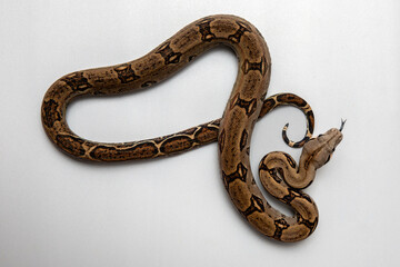 Boa Constrictor Snake on Grey Background - Exotic Reptile