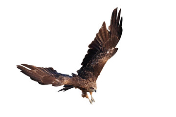Bird of prey Black kite flying isolated on transparent background png file