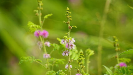 Close-up of Mimosa pudica flower