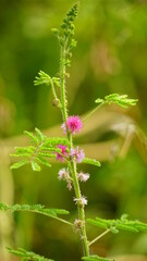 Fototapeta premium Close-up of Mimosa pudica flower