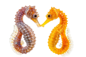 Beautiful Seahorses Isolated on a transparent Background for Underwater Themed Projects, Illustrations and Educational Materials