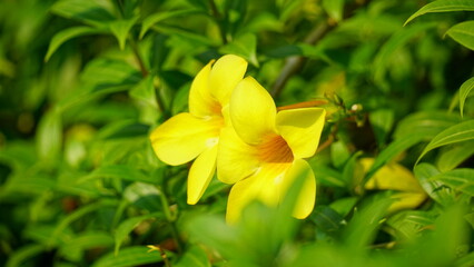 Close-up of Allamanda cathartica flower