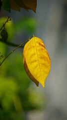 autumn leaves on a tree
