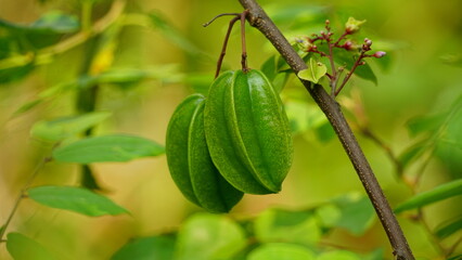 Close-up of Averrhoa carambola fruit