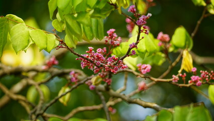 Close-up of Averrhoa carambola flower