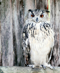 Animal, bird and barn owl with feather, outdoor and wildlife sanctuary and protection at non profit. Conservation, habitat and education centre for rescue and care for program with captivity