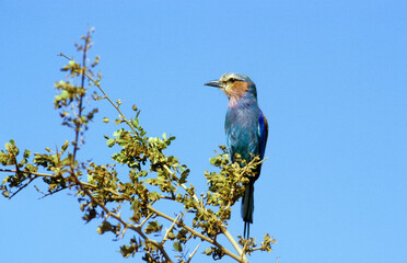 Rollier à longs brins,.Coracias caudatus, Lilac breasted Roller