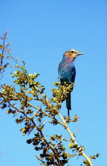 Rollier à longs brins,.Coracias caudatus, Lilac breasted Roller