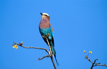 Rollier à longs brins,.Coracias caudatus, Lilac breasted Roller