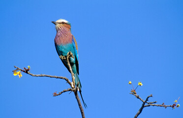 Rollier à longs brins,.Coracias caudatus, Lilac breasted Roller