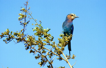Rollier à longs brins,.Coracias caudatus, Lilac breasted Roller