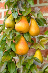 poirier, Beurré Durondeau, pyrus communis, en espalier