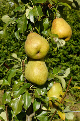 poirier, Jeanne d'Arc, pyrus communis, en espalier