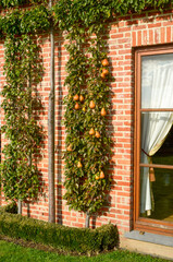 poirier, Beurré Durondeau, pyrus communis, en espalier , Pépinières Chotara, Petit Enghien, Belgique