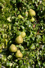 poirier, Jeanne d'Arc, pyrus communis, en espalier