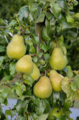 poirier, Jeanne d'Arc, pyrus communis, en espalier