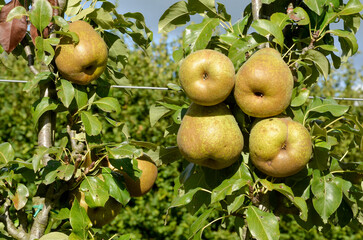 poirier, Jeanne d'Arc, pyrus communis, en espalier
