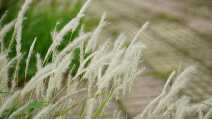 Wild grass in the field