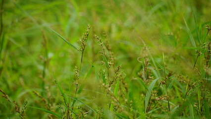 Wild grass in the field