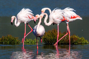 Group of flamingos in a marsh © Nico