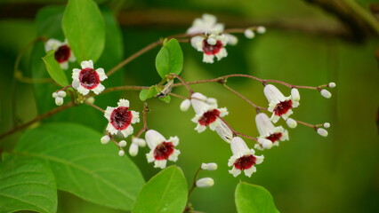 Close-up of Paederia foetida L. flower