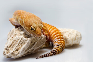 Leopard gecko lizard isolated on white background
