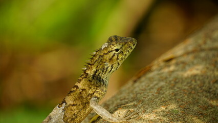 Fototapeta premium lizard on the tree