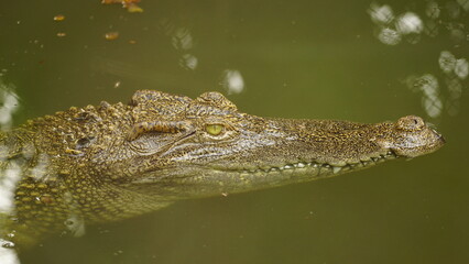 close up of a crocodile