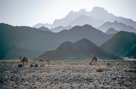 Historisches Farbfoto von Kamelen in der W&uuml;ste &Auml;gyptens vor Bergen im Gegenlicht