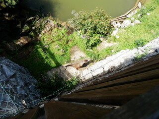 otter tier