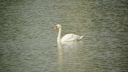 Obraz premium white swan in the water