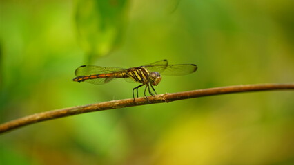 close up of a dragonfly
