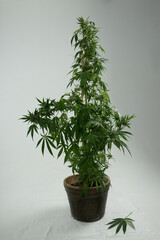 Fototapeta premium pflanze cannabis