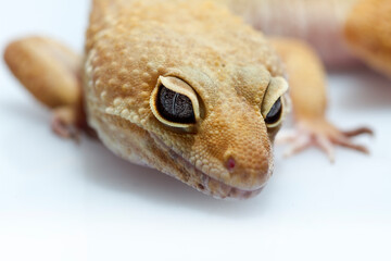 Leopard gecko lizard isolated on white background