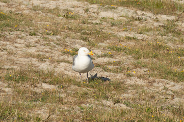 möve vogel sand