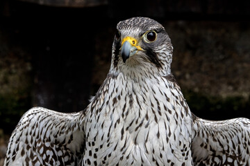 Portrait d'un faucon pèlerin vu de face