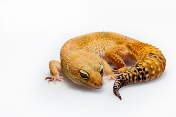 Leopard gecko lizard isolated on white background