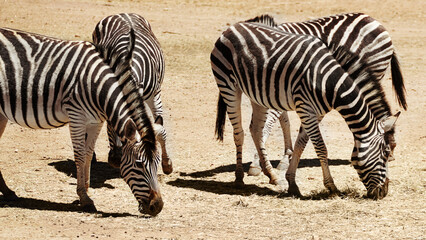 Fototapeta premium Outdoor, environment and group with zebra grazing in nature reserve, wildlife and conservation. Natural, habitat and animal dazzle at countryside for safari destination, sanctuary or protected area