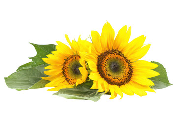 Beautiful Isolated Sunflowers on transparent Background Perfect for Floral Designs and Brightening Spaces