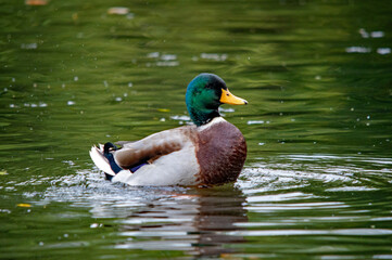 Obraz premium Farbenprächtiger Wasservogel-Erpel im Wasser