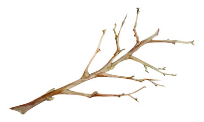 Tree, berry or bush branch twig with no leaves, early spring, late autumn or winter, green stalks, buds. Botanical illustration hand drawn in watercolor, isolated on white. Wedding, florist shop.