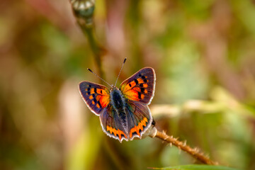 Butterfly 
Lycaena phlaeas