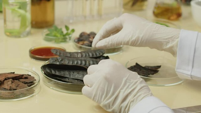 Close-up video of a scientist breaking off black locust berries and placing them in an empty petri dish, surrounded by petri dishes containing soapberries, locusts, dried herbs, and some solution.