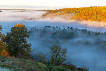 Fototapeta premium Forest hills in morning fog. Dreamlike autumn landscape. Gauja national park, Sigulda, Latvia