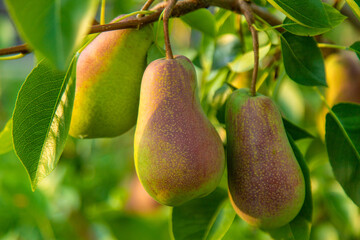 Pears grow in the garden. Selective focus.