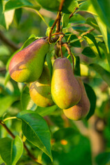 Pears grow in the garden. Selective focus.
