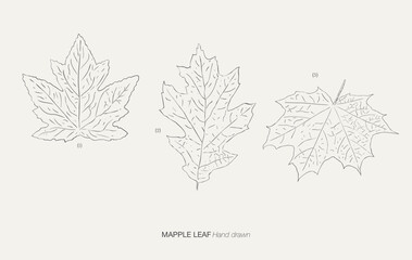 Hand drawn mapple leaf collection set