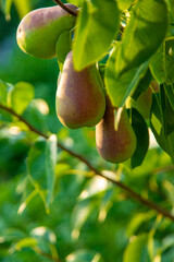 Pears grow in the garden. Selective focus.